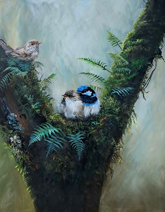 Helena Coltman Blue Wrens 76x61cm acrylic on stretched canvas Australian artist Town & Country Gallery Gippsland