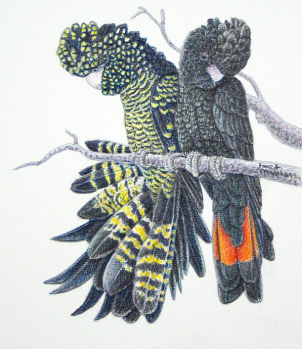 Janet Matthews Hello gorgeous - Red tailed black cockatoos Colour pencil and graphite Oak frame
