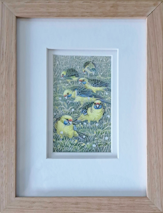 Janet Matthews Ooh yes yummy - Green Rosellas colour pencil drawing