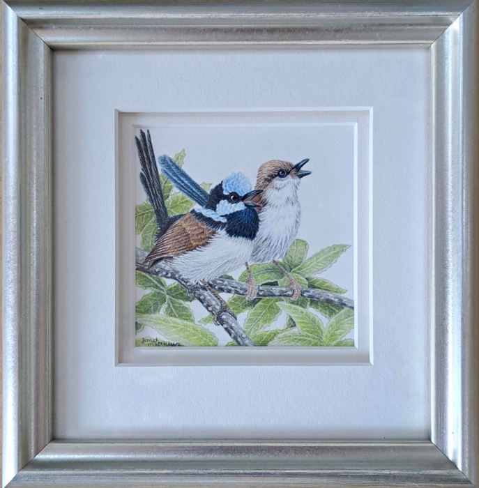 Janet Matthews Singing out loud - Fairy wrens colour pencil drawing
