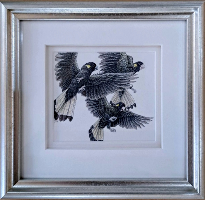 Janet Matthews WhooHoo let's Fly - Yellow tailed black cockatoos Australian botanical artist Town & Country Gallery Gippsland