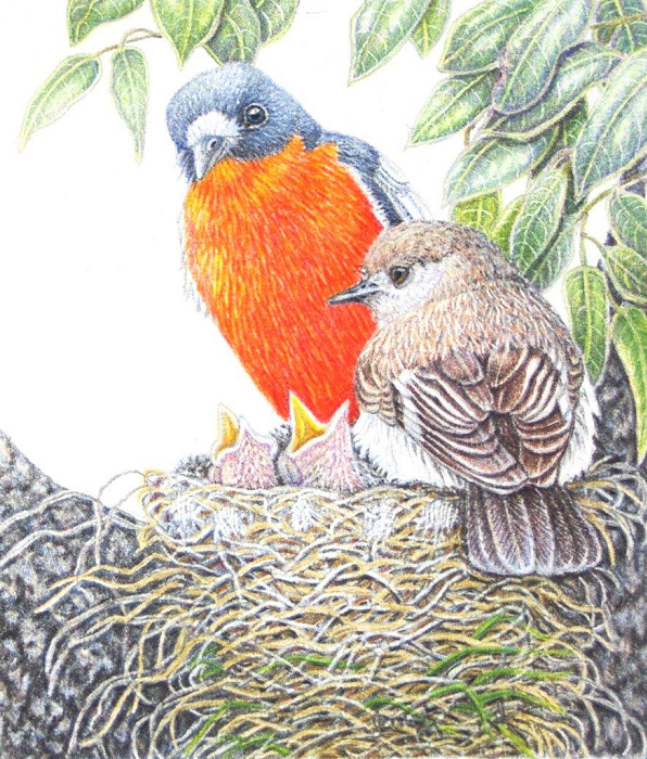 Janet Matthews Yes they're hungry again - Flame robins Colour pencil and graphite Oak frame
