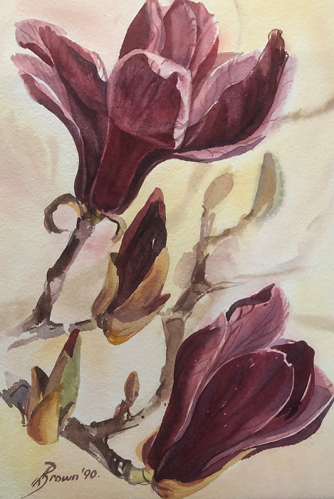 Lois Brown Magnolia Bloom Australian artist Town & Country Gallery Gippsland