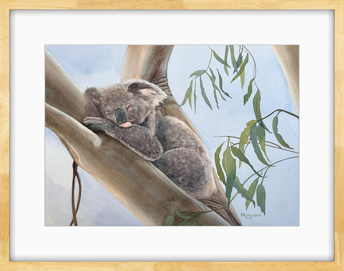 Margaret Koopmans Five more minutes - sleeping koala watercolour on cotton paper Town & Country Gallery