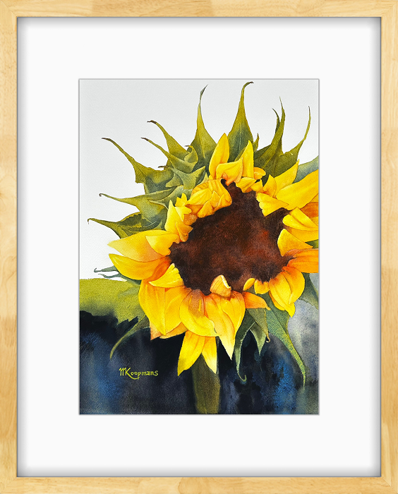Margaret Koopmans Radiance - Sunflower watercolour Australian artist Town & Country Gallery Gippsland