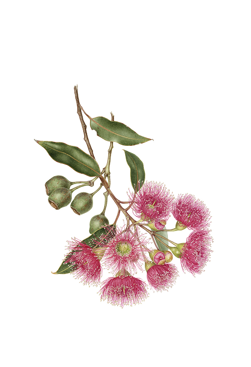 Vicki Philipson Pink Gum blossom Ltd Ed print Gippsland Town & Country Gallery Yarragon Australian Artist
