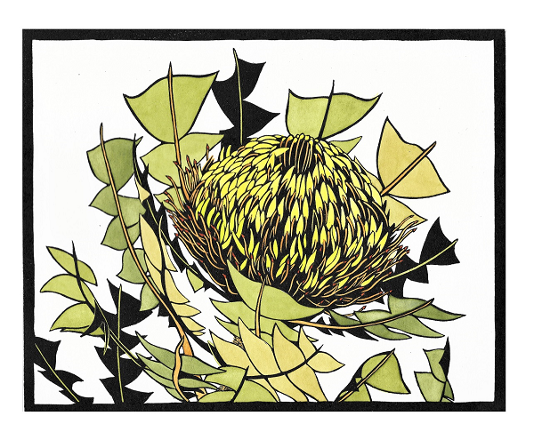 Vida Pearson Banksia Baxteri